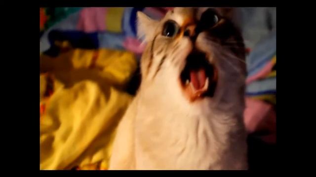 Мой кот любит хип хоп! КЛИП (By Аватария) AVATeam channel смотреть онлайн