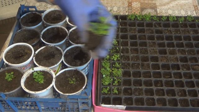 Пересадка лобелии после всходов (перевалка из кассет). Как вырастить хорошую рассаду лобелии. смотреть онлайн