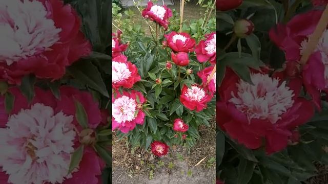 Пионы "White cap" смотреть онлайн