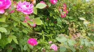 Розы в саду 2020.Канадка Morden Centennial Моден Сентинниал.