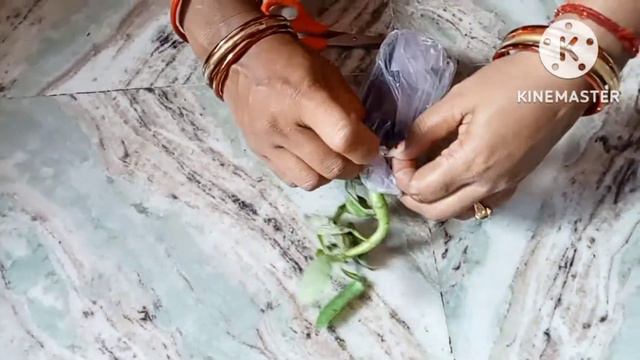Unboxing Adenium Hybrid Desert Rose.(From Meesho). смотреть онлайн