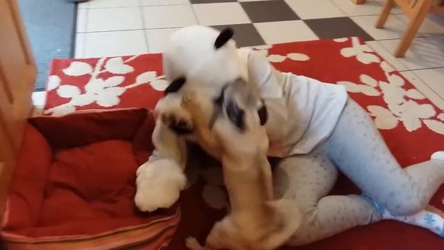 Мопс нападает на Белого медведя смотреть онлайн