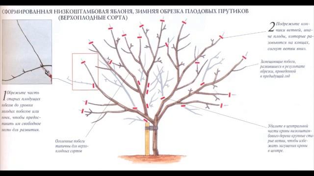 Прежде чем взять в руки секатор, подумайте, зачем вы это делаете. (Садовод Андрей Туманов)