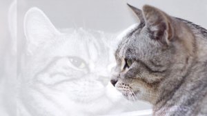 Американская короткошёрстная кошка Плюсы и минусы, Цена, Как выбрать, Факты