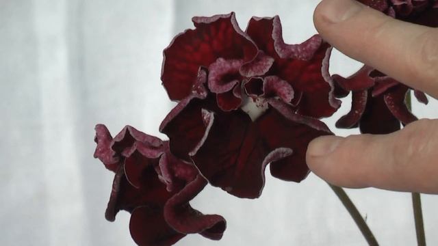 Стрептокарпус 1714 смотреть онлайн