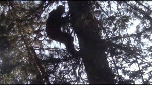 ОПАСНО ЛЕЗТЬ на КЕДР в 75 лет С Кедра УЛЕТЕЛ. КЕДРЫ в 2 ОБХВАТА  Девственная ТАЙГА КЕДРЫ ФЕДОРОВИЧА