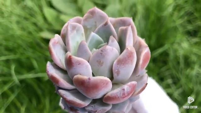 Echeveria Amazing Grace смотреть онлайн