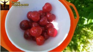ЧЕРЕШНЯ КРУПНАЯ и РАННЯЯ. СОРТА ЧЕРЕШНИ. ТопСад