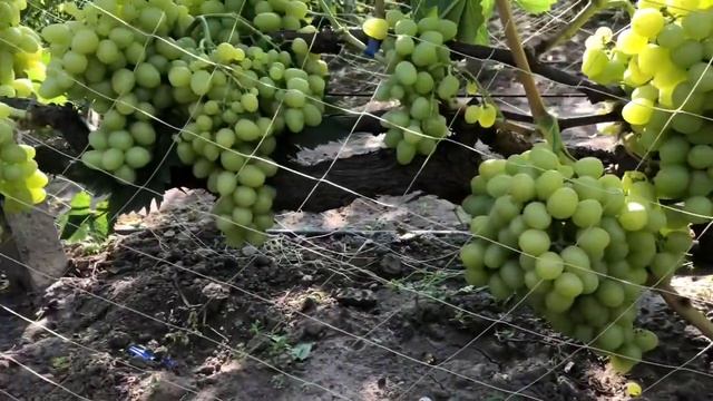 Цимус. Grapes Cymus. смотреть онлайн