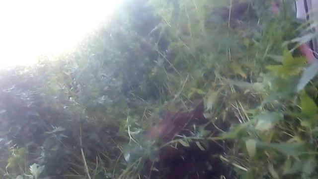 Мой краткий рассказ смотреть онлайн