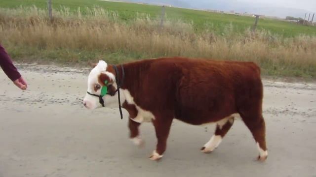 Miniature Hereford Bull, Magnus смотреть онлайн