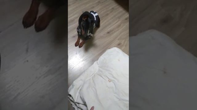 как дрессировать собаку ( цвергпинчер) смотреть онлайн