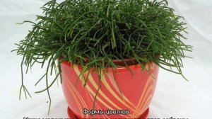 Рипсалис кассута — уход в домашних условиях