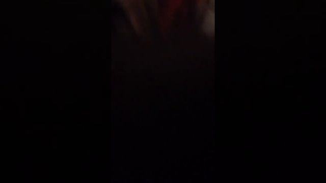 чистка зубов той терьера смотреть онлайн