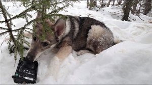 Такому аппарату и звери рады будут!!!