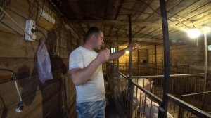 ЛЕЧИМ РОЖУ У СВИНЕЙ