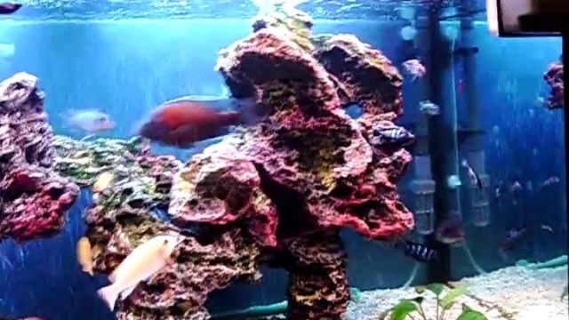 Кормление Цихлид Мотыль смотреть онлайн