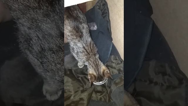 Новорожденные котята