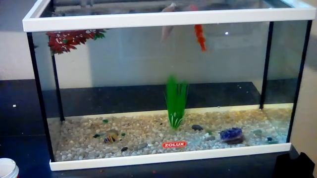 Серия 2. Аквариум - как чистить фильтр смотреть онлайн