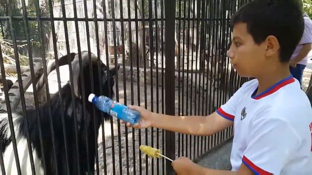 ЗООПАРК Новосибирск,🐒🐐🐿🐧🐬🐐🐅🐆 смотреть онлайн