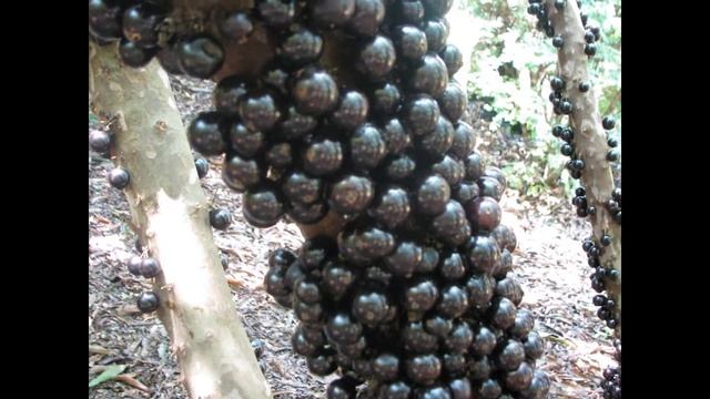 НЕОБЫЧНОЕ ВИНОГРАДНОЕ ДЕРЕВО ЖАБОТИКАБА смотреть онлайн