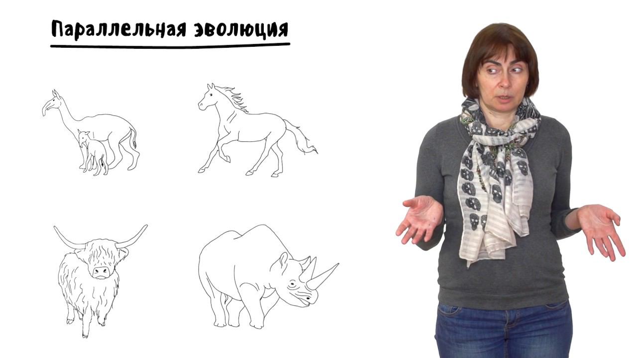 Эволюция - 5. Макроэволюция, часть 2. 10 - 11 класс смотреть онлайн