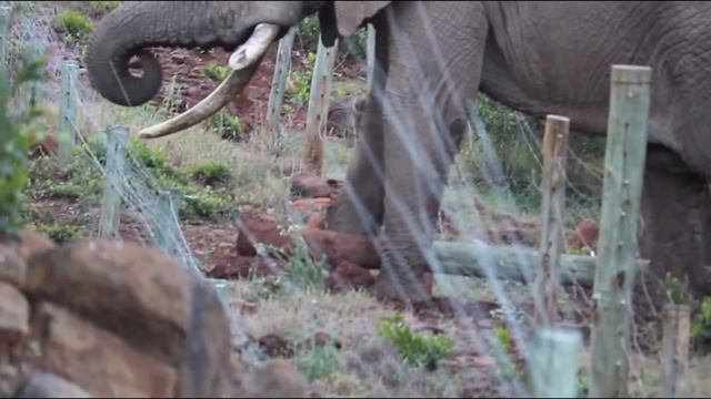 How Elephants Break Electric Fence смотреть онлайн