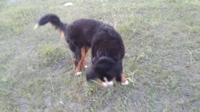 БЕРН и ЛАЙМА.                Бернский зенненхунд