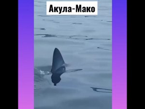 АКУЛА-МАКО НА ПЛЯЖЕ ВЛАДИВОСТОКА!!! САМАЯ ОПАСНАЯ АКУЛА В НАШИХ ВОДАХ!