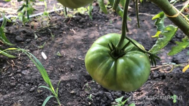 Томаты спасут от фитофторы 2 аптечные таблетки. Рабочий метод! смотреть онлайн