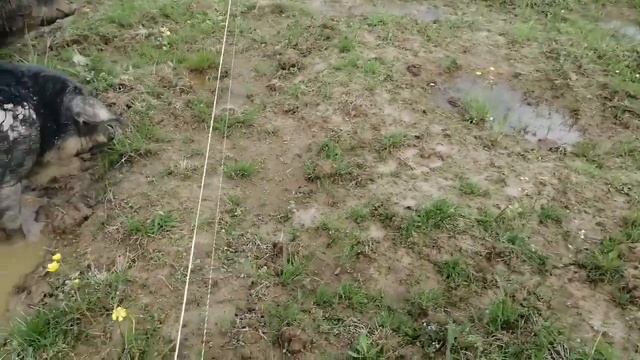 Вы спрашивали как использовать крепления для электропастуха смотреть онлайн