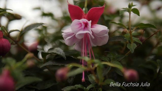 Bella Fuchsia Julia - Garden Plant with Flowers all summer long! смотреть онлайн
