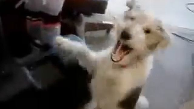 Если на собаку дунуть гелием... Жесть!!! смотреть онлайн