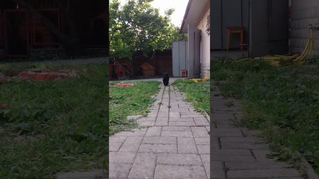 Девочка шоу класса, Жаклин. Girl show class, Jacqueline. смотреть онлайн