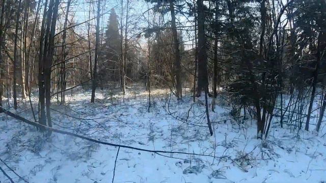 Загонная охота на лося. moose hunting. смотреть онлайн