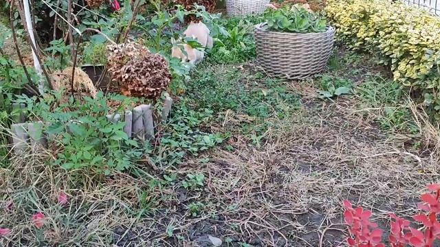 Вельш Корги Пемброк смотреть онлайн