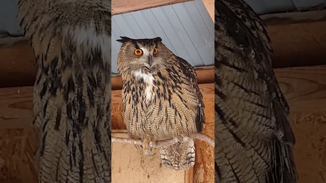 Кто вы? #филиппфилиппыч #nature #animals #owl #park #природа #животные #филин #сова #парк #youtube смотреть онлайн