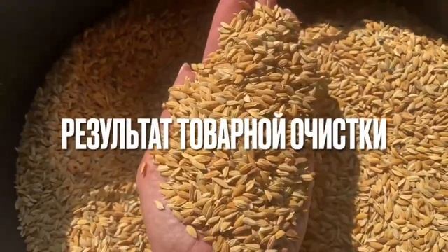 РИС Результаты товарной очистки и калибровки семян на машине JK Machinery promo смотреть онлайн