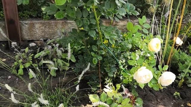 Роза как шарик ванильного мороженого Валертон Олд Хол /Wollerton Old Hall/ Розы Остина смотреть онлайн