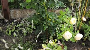 Роза как шарик ванильного мороженого Валертон Олд Хол /Wollerton Old Hall/ Розы Остина