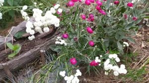 ЖЕМЧУЖНИЦА -Тысячелистник птармика-Важные нюансы ухода