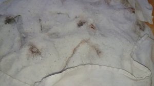 Холодное копчение карпа в домашних условиях.