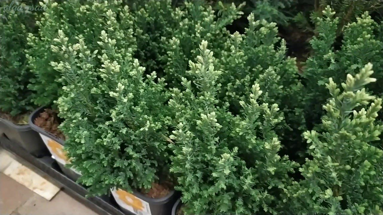 ОБИ.Клематисы!!Хвойные с названием и ценой. смотреть онлайн