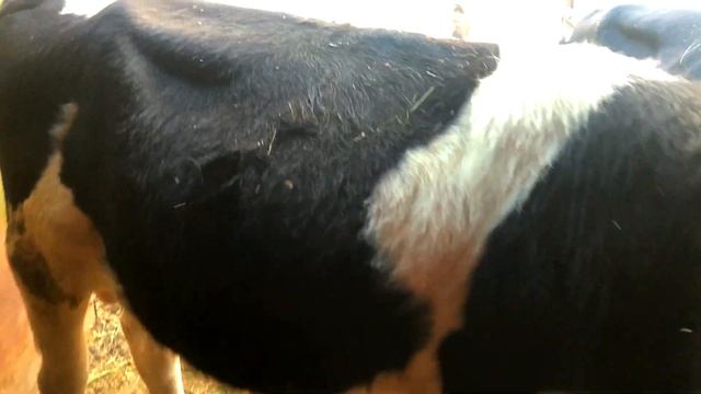 Вечер в деревне #домашний скот#кошки в сарае#собаки#овцы#кошки в сарае #доим коров# смотреть онлайн