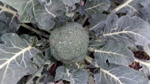 Брокколи Партенон F1 в сезоне 2021