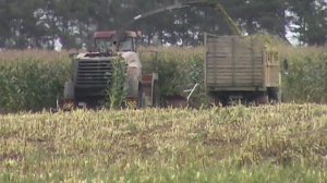 уборка кукурузы в беларуси 2017