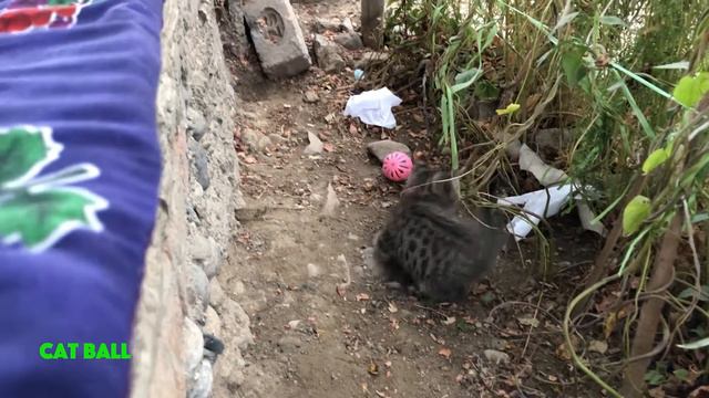 KITTY CAT PLAYING WITH BALL AND OTHER THINGS ⎮ FUNNY KITTY⎪ смотреть онлайн
