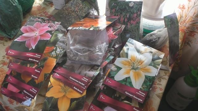 Лилии. Апрель. Посадка в открытый грунт. смотреть онлайн