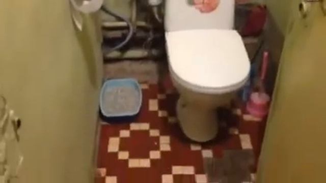 Наполнитель и лоток кошки бася Видео 1 часть1 смотреть онлайн