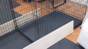 Щенок писает в клетке, что делать?